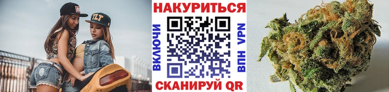 Каннабис планчик Шимановск